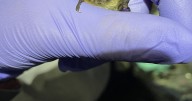 Deadly white-nose disease detected in bats at Libby Dam