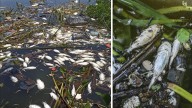 Miles de peces aparecen muertos en la laguna de Tres Palos en Acapulco