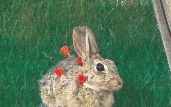 Five rabbits injured by blow darts in Aurora, animal cruelty charges possible