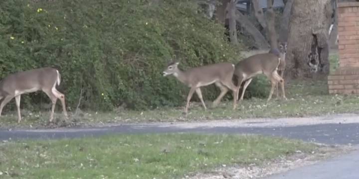 Deer causing road safety issues in Troutville