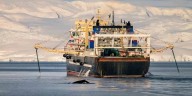 Antártida: el tratado internacional clave que vela por la conservación de la vida marina