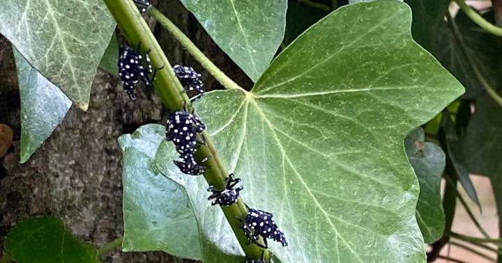 Spotted Lanternfly Nymphs Could Be Trouble for Citrus Growers
