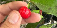 La acerola podría ser un cultivo nuevo y nutritivo para Florida
