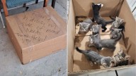 Tennessee Shelter Workers Stunned After Discovering A Cardboard Box Of Tiny Surprises On Their Doorstep