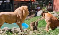 Tres leoncitos nacen en el Zoológico Chorros de Milla en Mérida