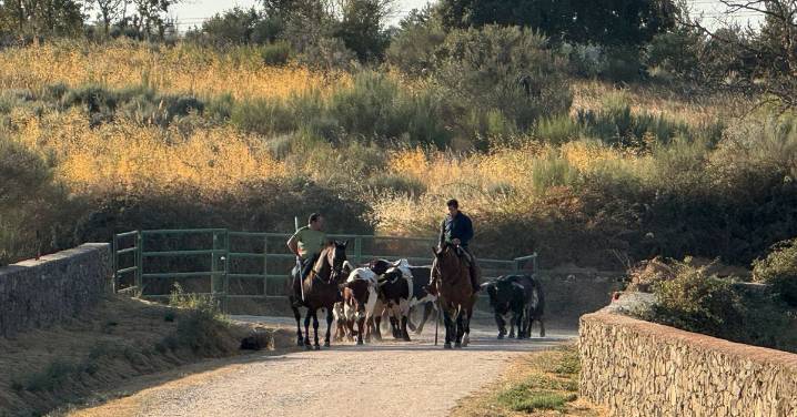 Encierro a caballo en Aldeadávila con toros de Los Bayones