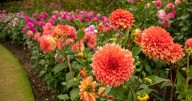 Mesmerising rainbow dahlia garden open at peaceful National Trust Estate near Cambridge