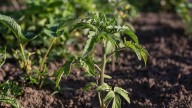 This Classic Soil Mistake Is Probably Why Your Tomato Plants Aren't Growing Fruit
