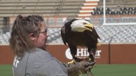 Lincoln the Eagle to soar above the Philadelphia Eagles' home games this season