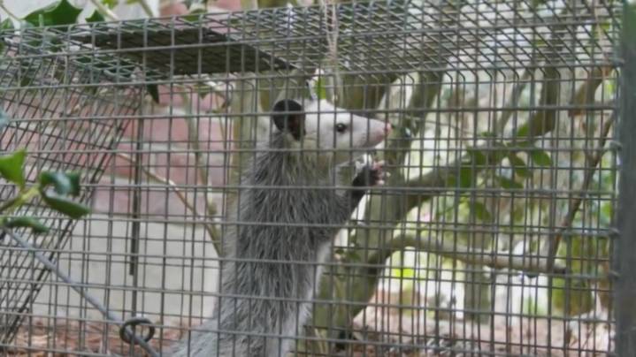 Pulaski County man arrested, accused of abusing opossum in video