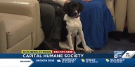 Several upcoming events for Capital Humane Society