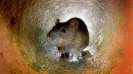 Britain's giant rat problem