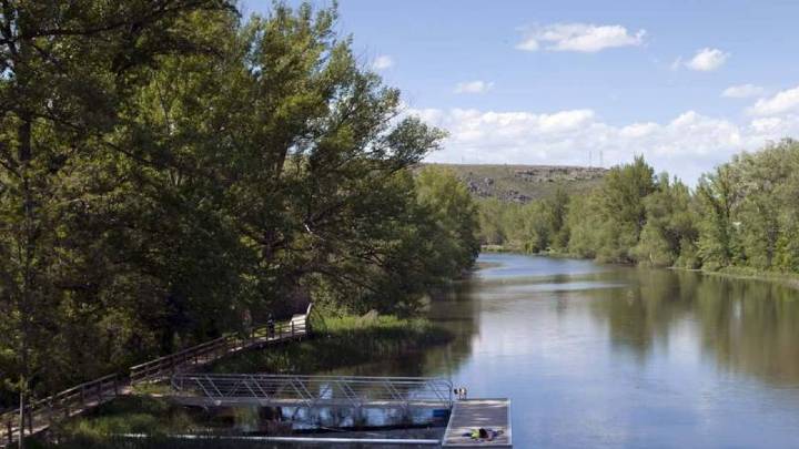 Los cangrejos señal y americano, y la almeja asiática: entre las nuevas especies encontradas en el Duero