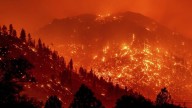 Forests managed by timber companies more likely to fuel megafires: Study
