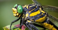 SEE IT: Ohio's heaviest dragonfly is rarely seen