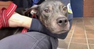 Adorable dog found dumped in crate with heartbreaking note from owner