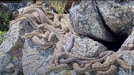 See baby rattlesnakes emerging at this Northern Colorado 'mega den'