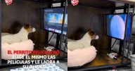 El perrito “peliculero” que elige sus propias películas y las ve en su sala privada