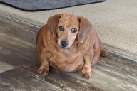 Caregiver Adopts Client's Obese Dachshund After Dog Is Surrendered (Exclusive)