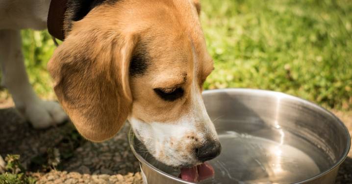 Heat wave prompts San Diego Humane Society to provide pet safety tips