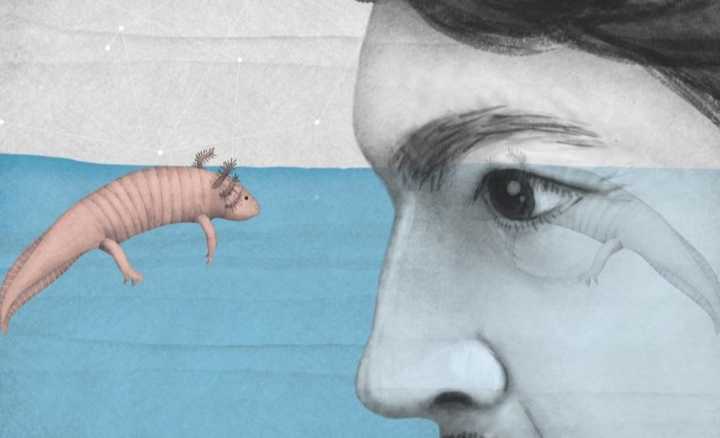 El axolotl como artista