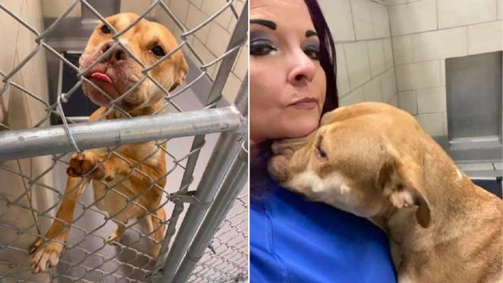 Heartbroken Georgia Dog Pleads For Someone To Save Her Before Time Runs Out