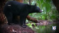 State commissioners reopen Florida black bear hunt season