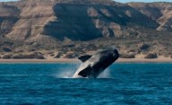 Récord histórico: más de 2.100 ballenas francas llegaron a Península Valdés