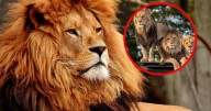 Día Mundial del León: 5 datos sorprendentes del rey de la selva que debes conocer