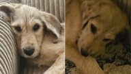 Ohio Woman Adopts A Puppy, Then Discovers Her Sister’s Shocking Condition
