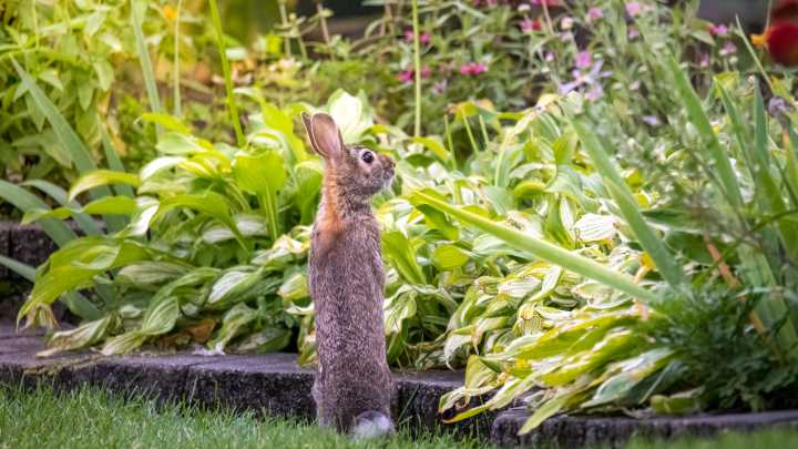 11 Fast-Growing Herbs That Can Help Control Rabbits In Your Garden