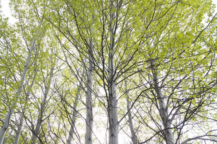 Them on Us: Wolves help aspen recovery