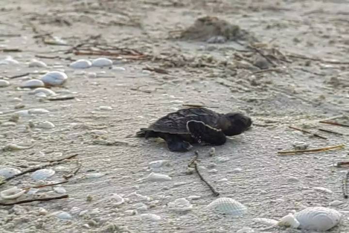 Suman más de 90 mil crías de tortuga marina liberadas en costas de Yucatán