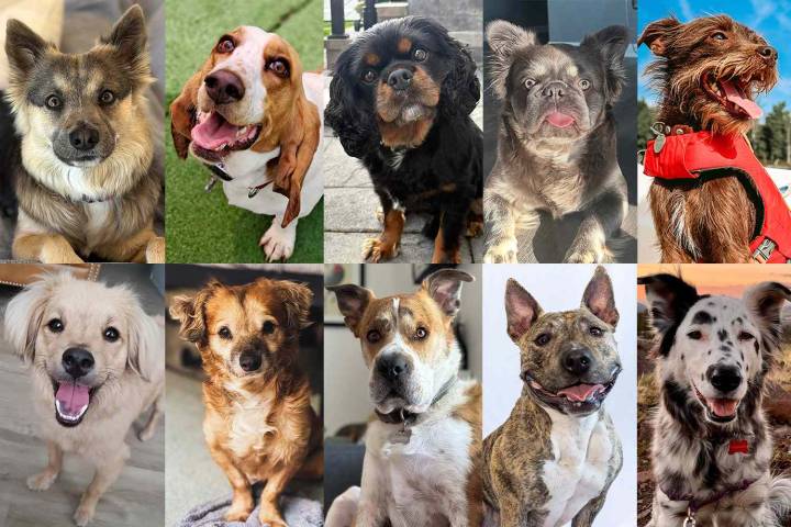 World’s Cutest Rescue Dog Contest Names Top 10 Finalists. Vote For a Winner!