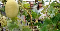 PHOTO: Exploring the 'Voice of the Farmer'