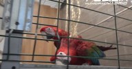 Rescatados cuatro guacamayos en Madrid en un local de alquiler turístico de Centro