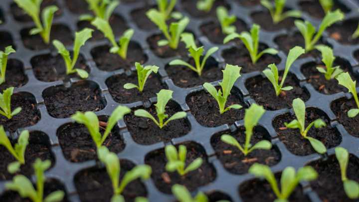 Here Is Exactly How Often You Should Be Watering Seedlings