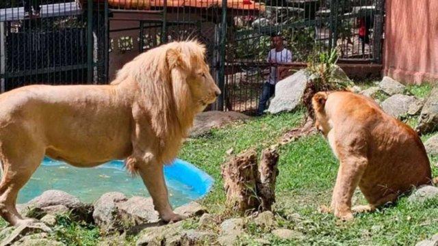 Nacen tres leoncitos en el Zoológico Chorros de Milla en Mérida