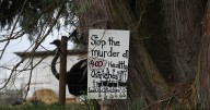 CP NewsAlert: B.C. ostrich farm loses appeal against avian flu cull