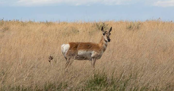 Hunters should research closures and fire restrictions before heading out