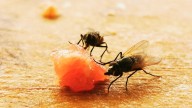 The Kitchen Essential That Keeps Pesky Flies From Setting Up Camp In Your Trash Can