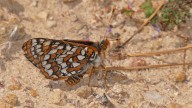 SoCal butterfly could get state protection after being wiped out from LA and OC