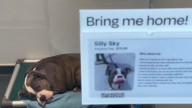 City shelters resume accepting pet surrenders
