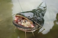 Meet the ‘Catfish King of the Occoquan’ and his convivial cast of characters