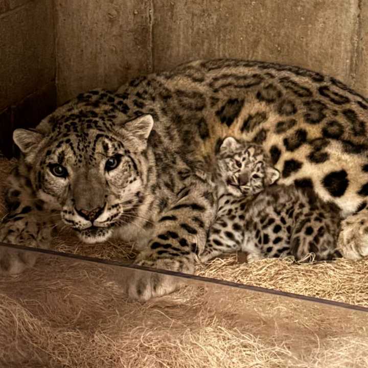 It’s a girl! John Ball Zoo announces baby snow leopard cub’s name