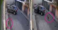 ¡Perritos en fuga! Salen huyendo de explosión en Hidalgo y se hacen virales