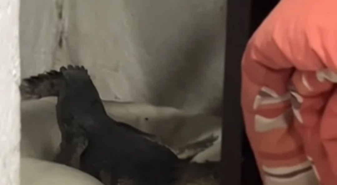 Cocodrilo invade casa en Tamaulipas y se apodera de la cama de las perritas