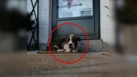 Lonely Missouri Dog Stumbles Upon A Stranger's Porch And Curls Up On A Doormat, Hoping For Help