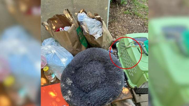 Virginia Senior Poodle Dumped At Shelter With All Her Belongings And Owners Asked For Euthanasia