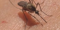 State confirms 12th travel-related dengue virus case in Hawaii for 2025